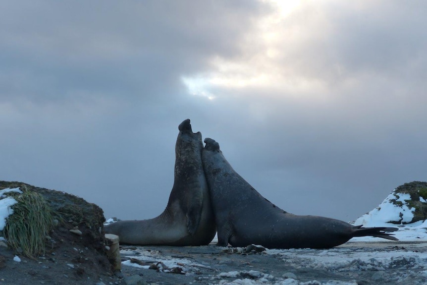 Bull seals fighting on Macquarie Island