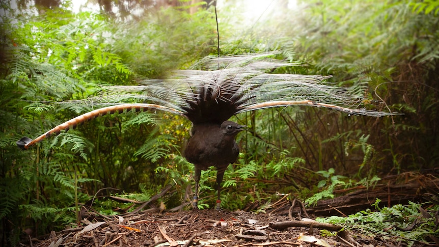 Lyrebird in forest clearing spreading tail feathers in mating display