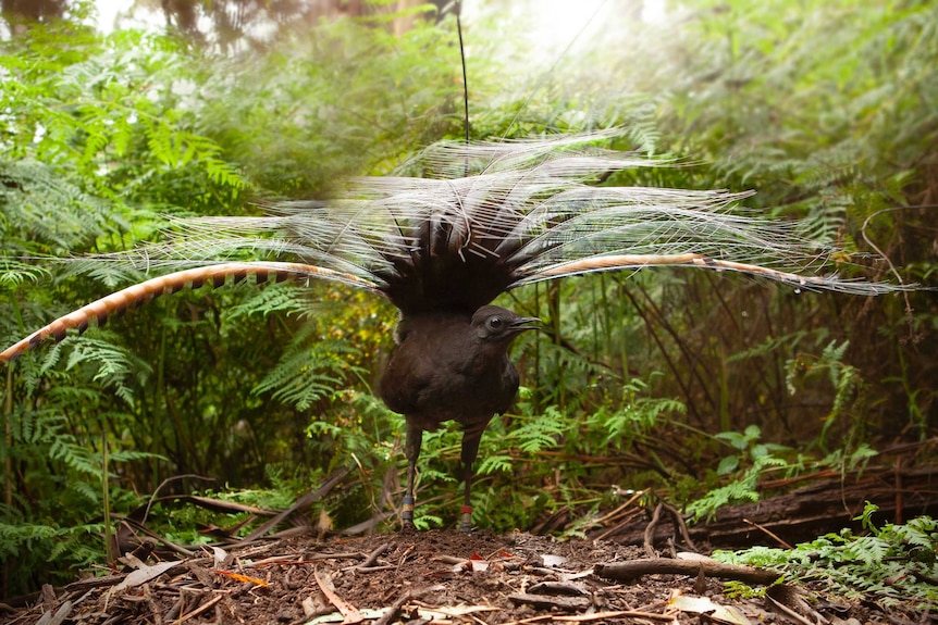 Lyrebird