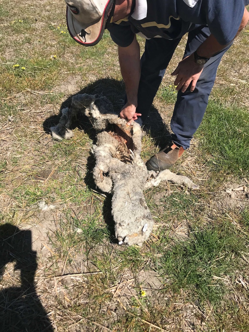 sheep butchered