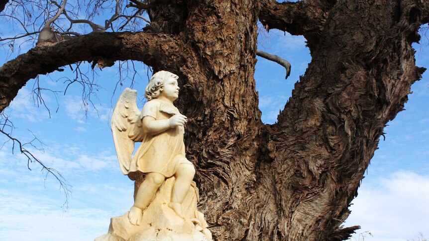 A white statue of a child angel in front of a river red gum tree.