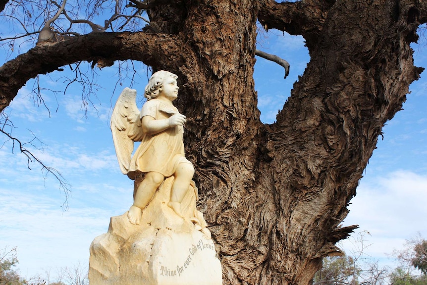 A white statue of a child angel in front of a river red gum tree.