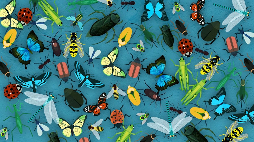 A colourful assortment of illustrated insects.