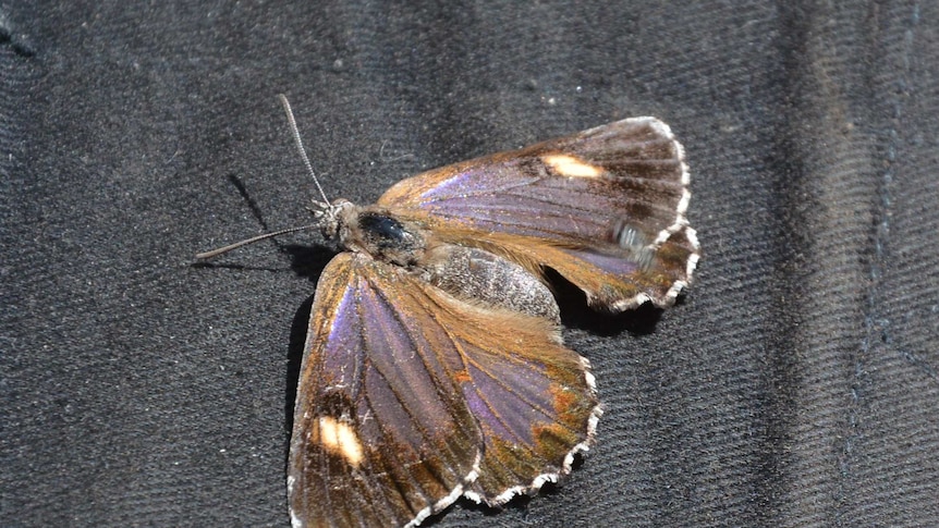 The eastern large bronze azure butterfly, a species with metallic purple toned wings.