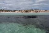 A whale lying in the water near sand dunes