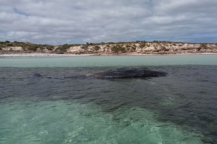 A whale lying in the water near sand dunes