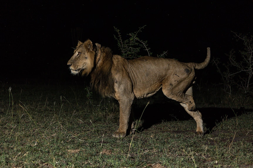 A photo showing Jacob, with three legs, walking at night time.
