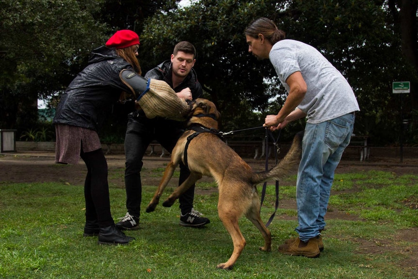 Dog trainer Ryan Tate prepares Rafa to bit the sleeve of Dilly Rusca