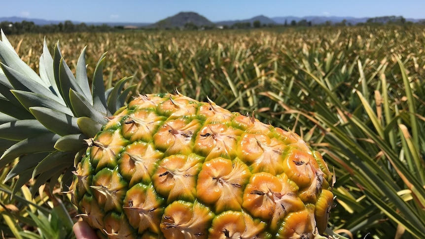 A large, ripe pineapple held up in front, with tightly-packed pineapples as far as the eye can see in background