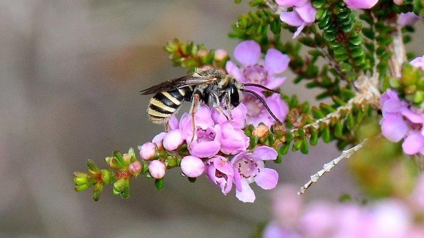 A bee on a purple flower