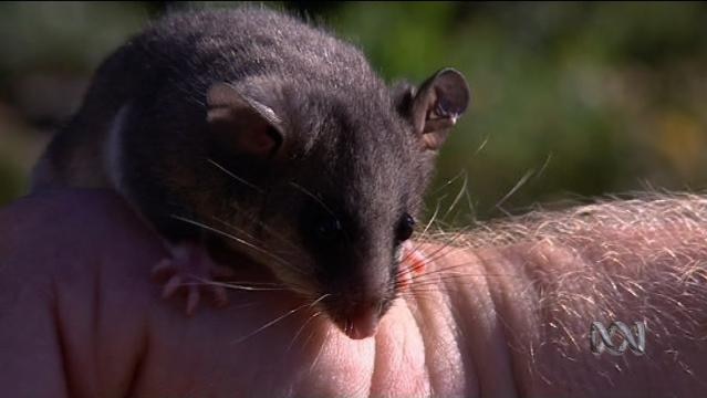 A Mountain Pygmy-possum sits on someone's hand