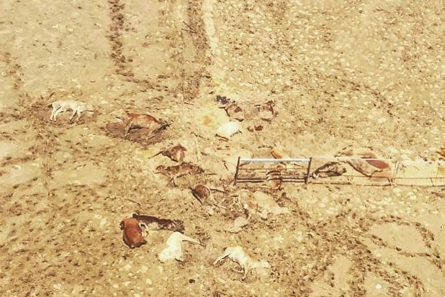 An aerial view of dead cattle on an outback station.