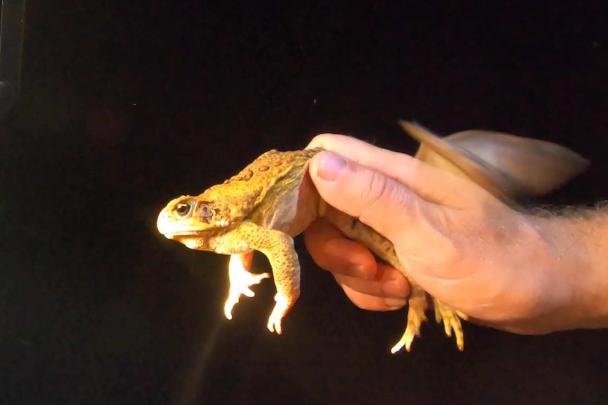 A cane toad being held in a hand and lit up by car headlights.