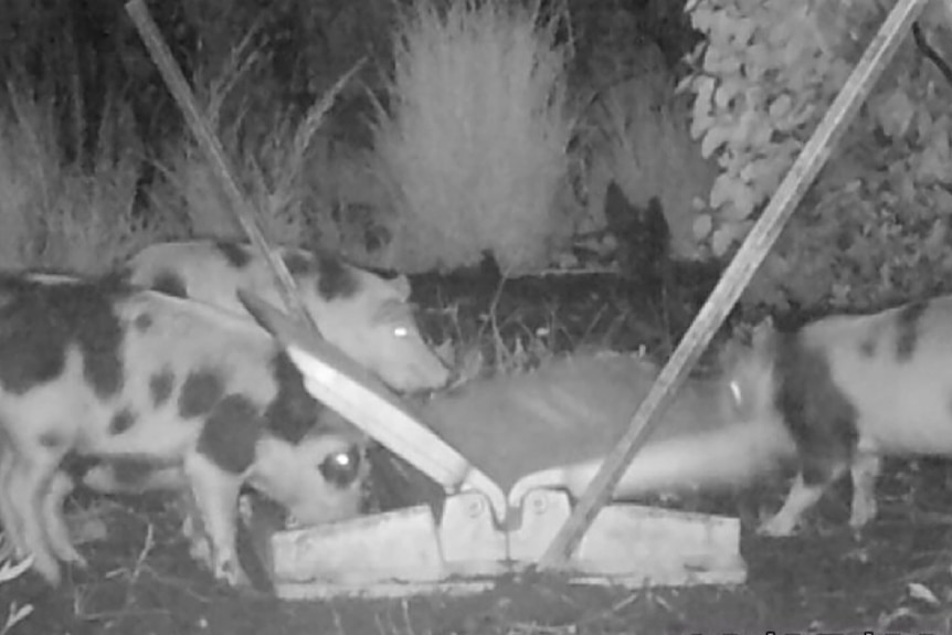 Surveillance photo of feral pigs in the wil eating poison baits 