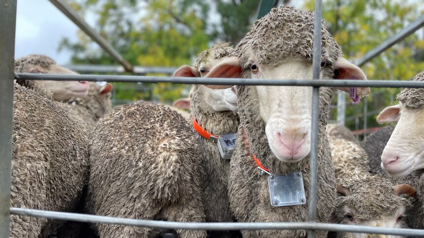 A sheep wearing a collar with a device stands in a trailer.
