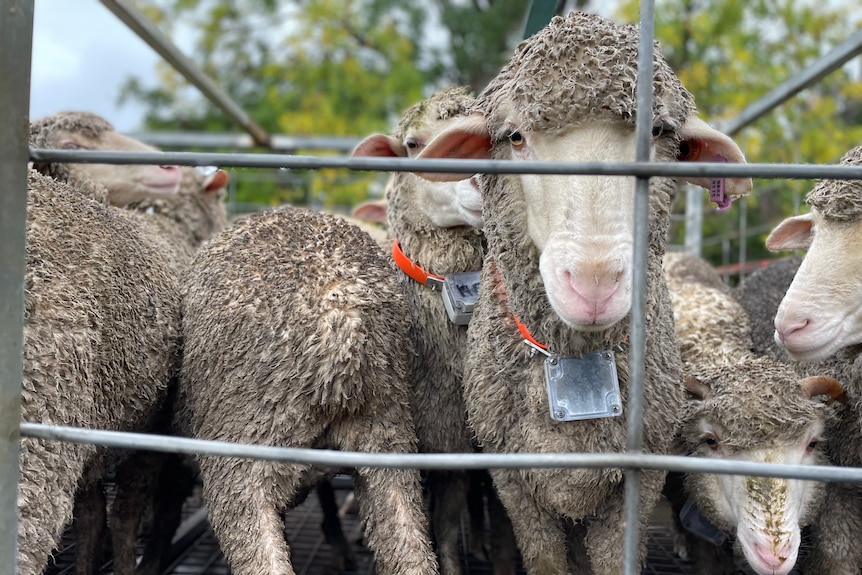 A sheep wearing a collar with a device stands in a trailer.