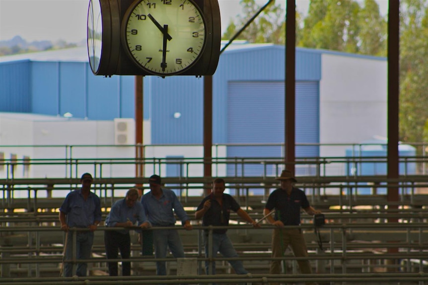 Five stock agents sell cattle at the Pakenham Saleyards