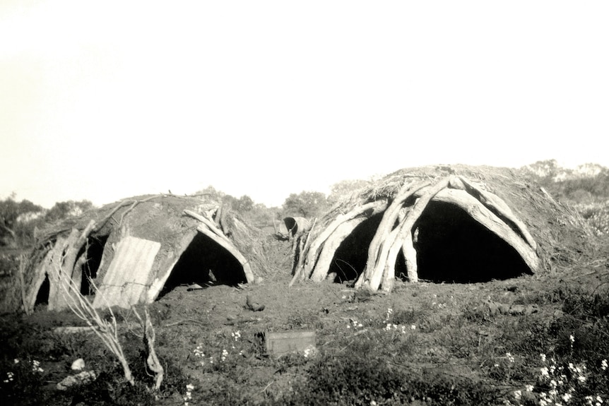Two Aboriginal bush huts, typically made of sheets of bark and branches.