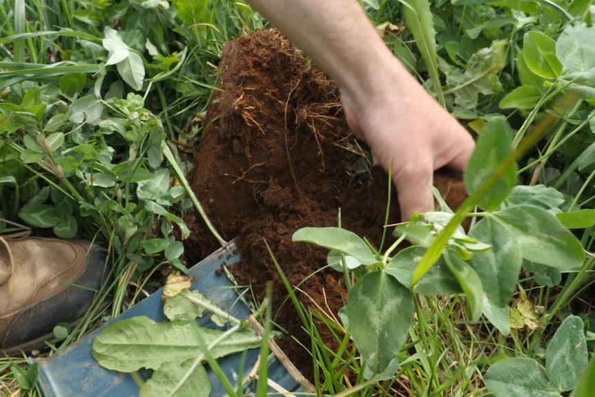 A hand reaches into a mixture of pasture and rich soil.