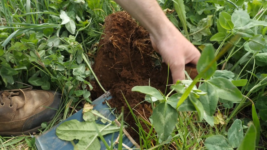A hand reaches into a mixture of pasture and rich soil.