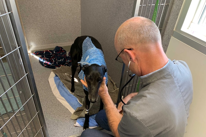 A man putting a stethoscope up to a black greyhound in a concrete cage