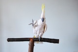 Cockatoo dancing