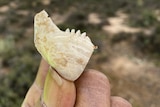 A broken piece of a white shell being held between a person's fingers. 