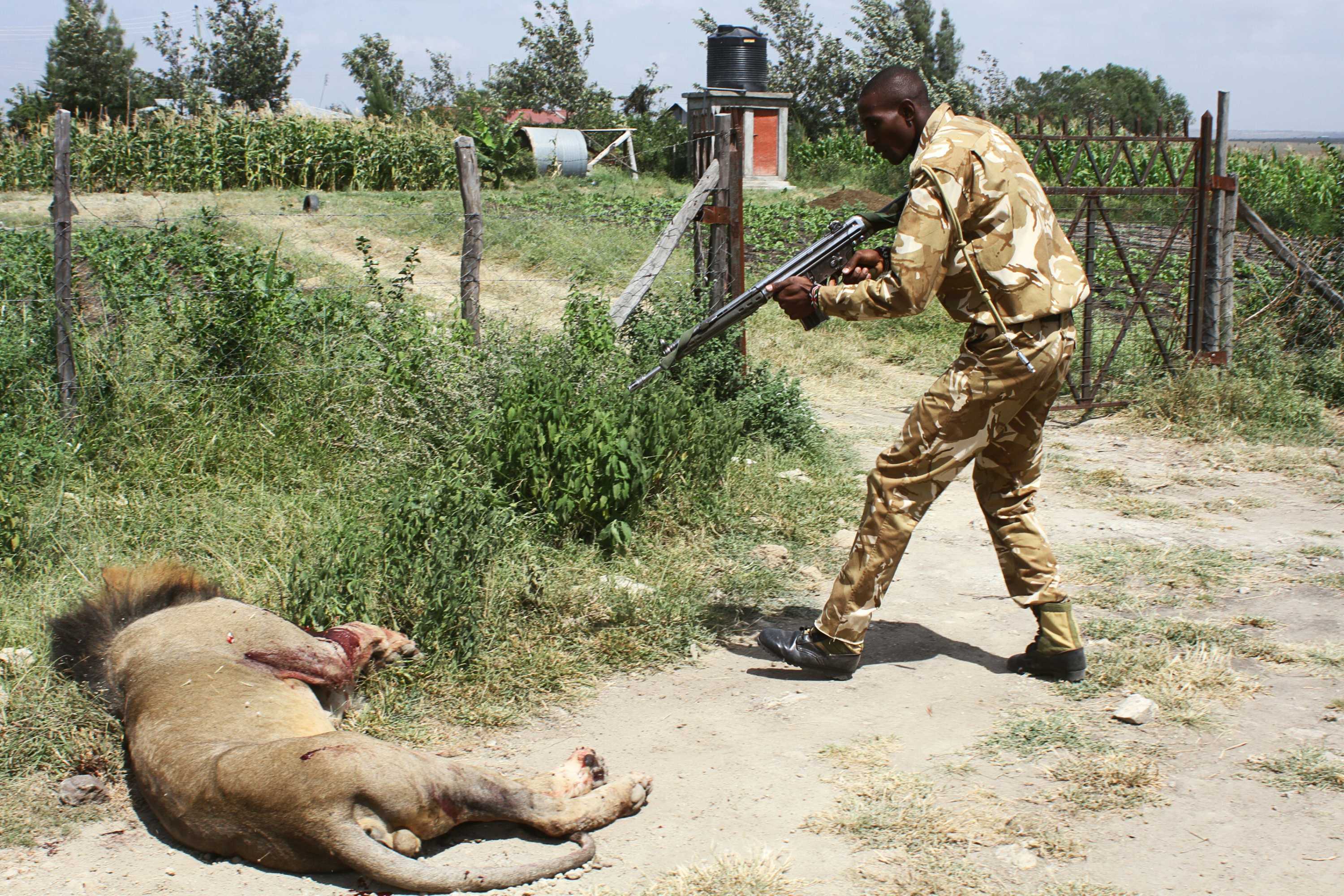 Loonkito, one of the world's oldest lions, killed by herders in Kenya