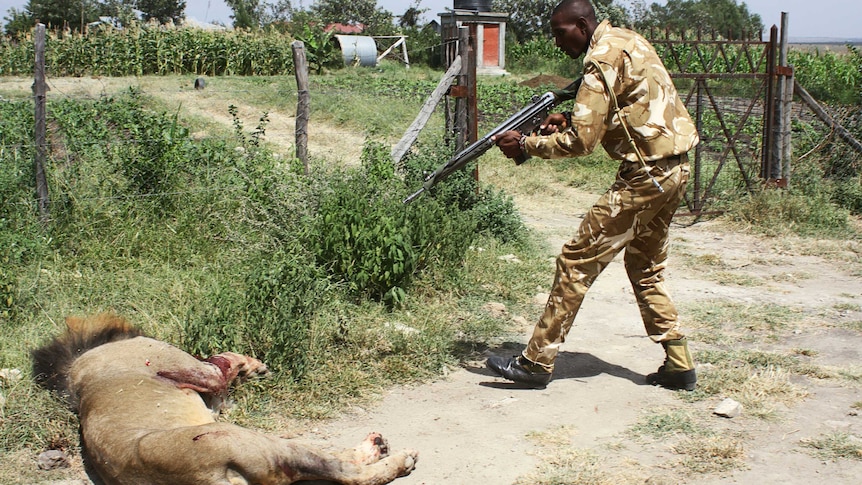 A ranger shoots a lion lying on the ground, at close range