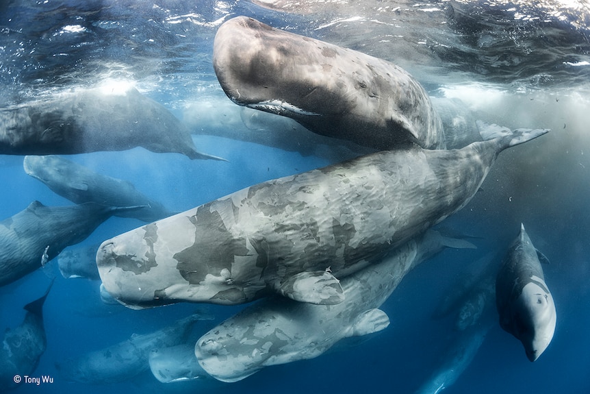 Group of sperm whales swimming together