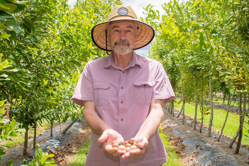 A man wearing a straw hat holds out a handful of macadamia nuts.