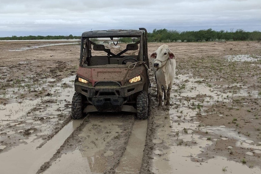 A cow is led through flooded pasture by a tractor