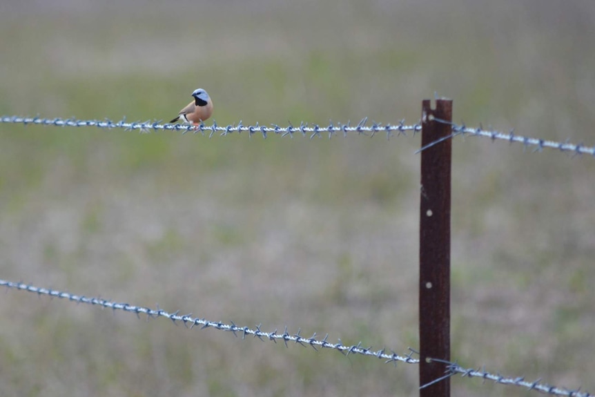 Black throated finch sits on barbed wire fence