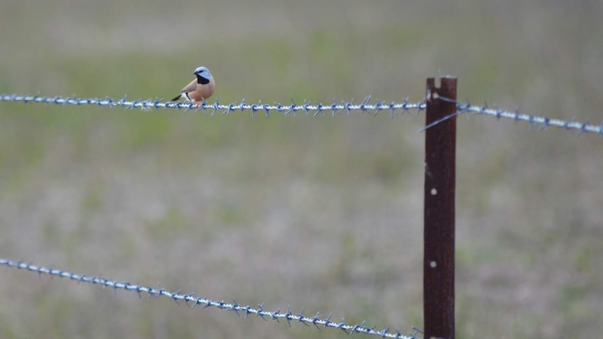 Black-throated finch sits on barbed wire fence in north Queensland