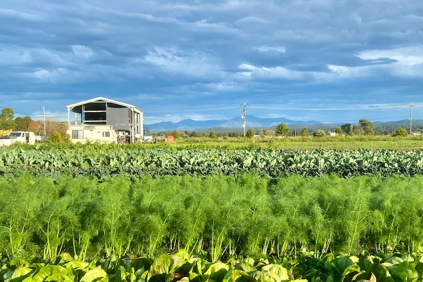 A fresh crop of lettuce and carrots sit in the foreground, with a shed and mountains behind them. 