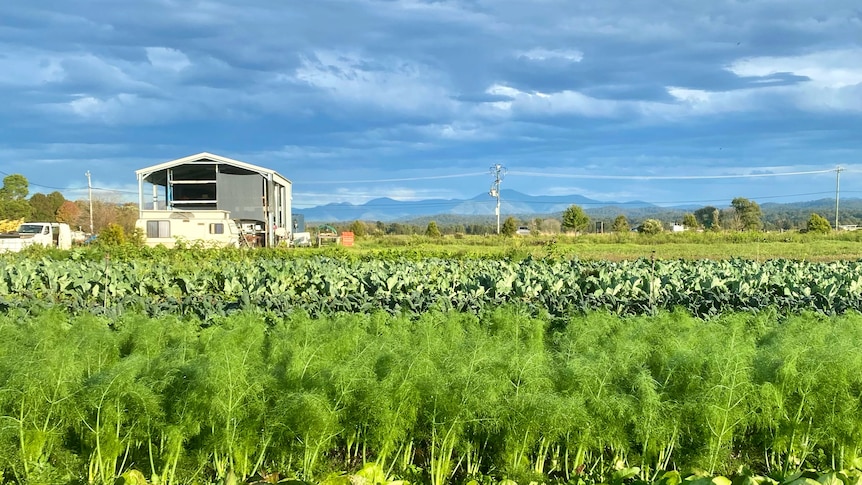 A fresh crop of lettuce and carrots sit in the foreground, with a shed and mountains behind them. 