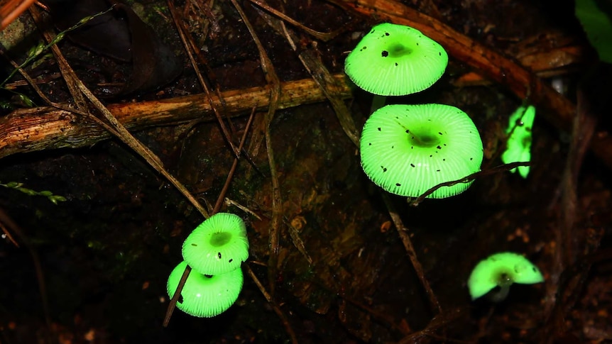 Зеленые грибы фото Зеленые грибы фото