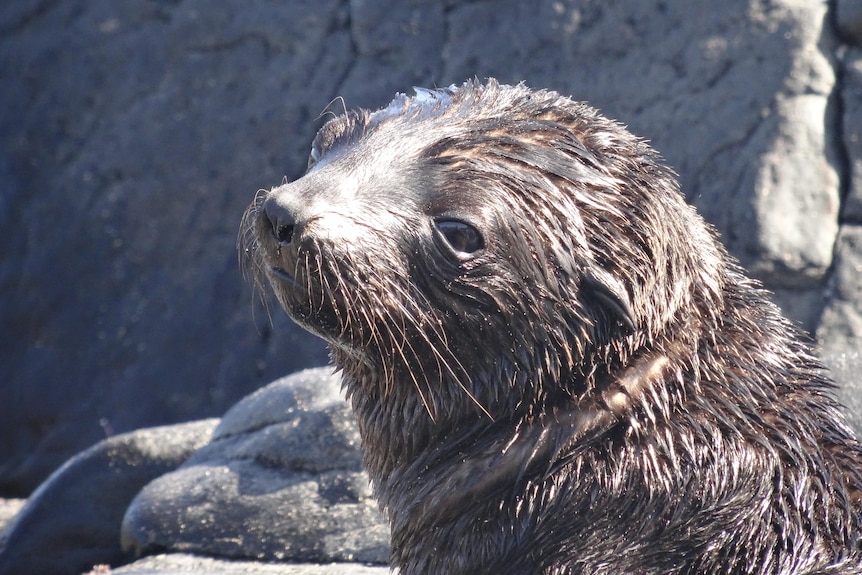 A wet fur seal.
