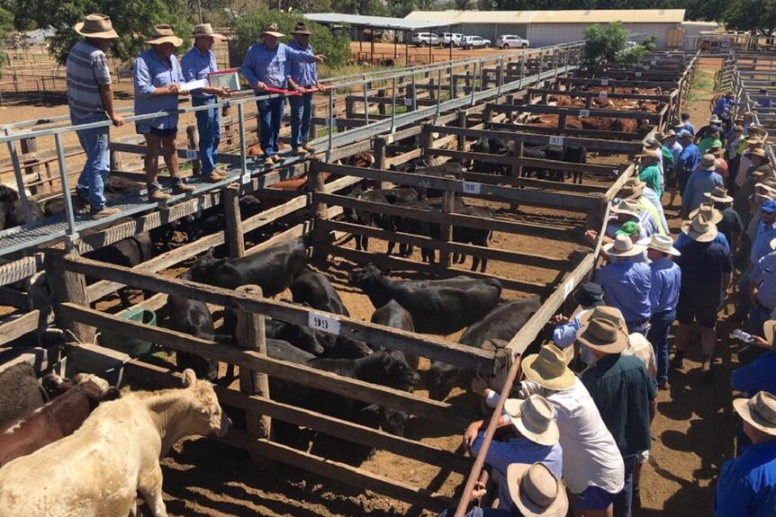 Fire affected cattle sold at Dunedoo