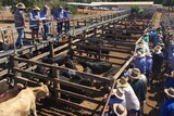 Farmers stand around cattle pens
