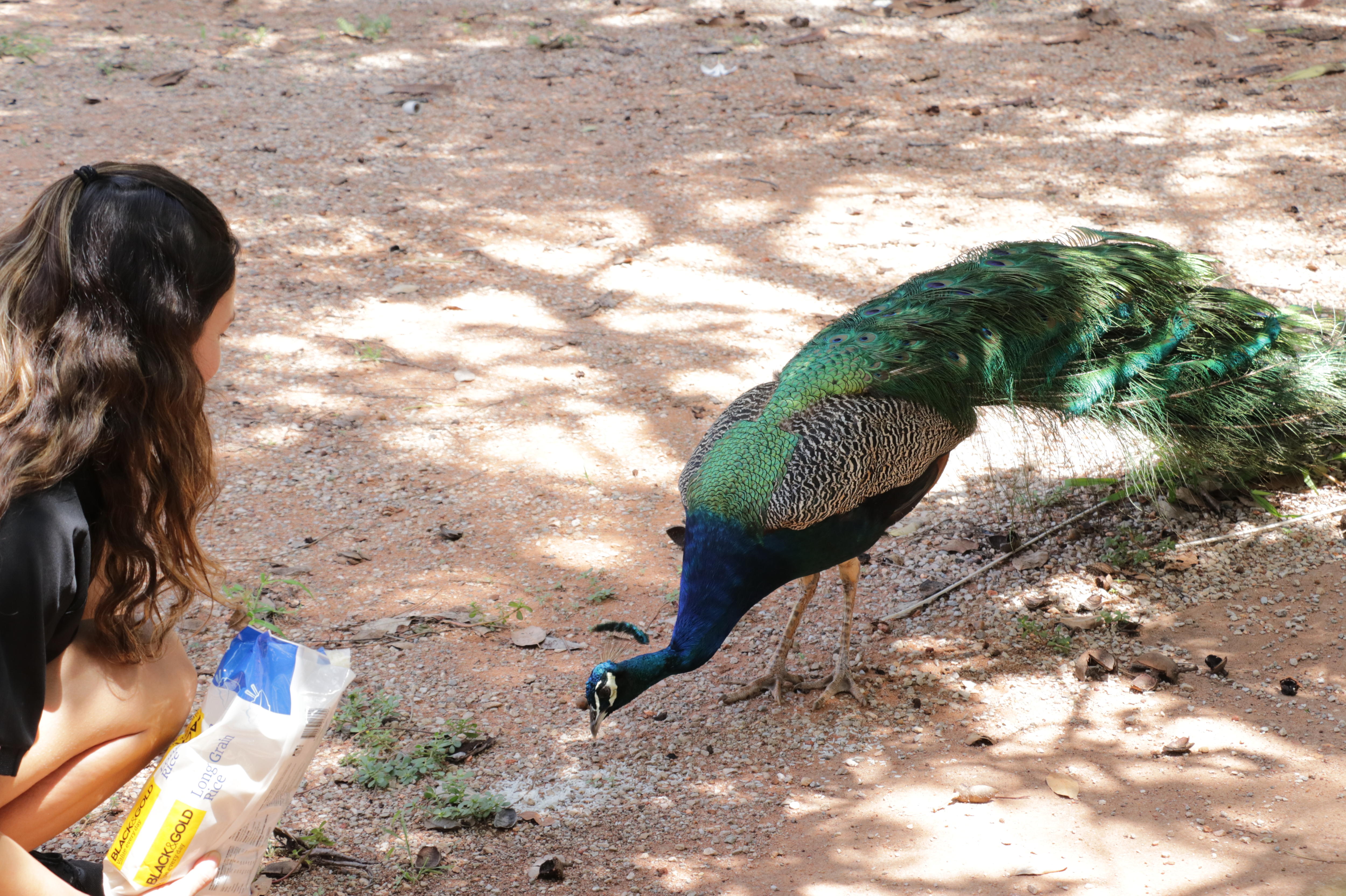 feeding peacock