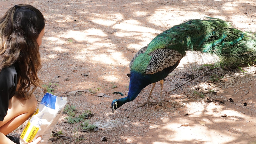 feeding peacock