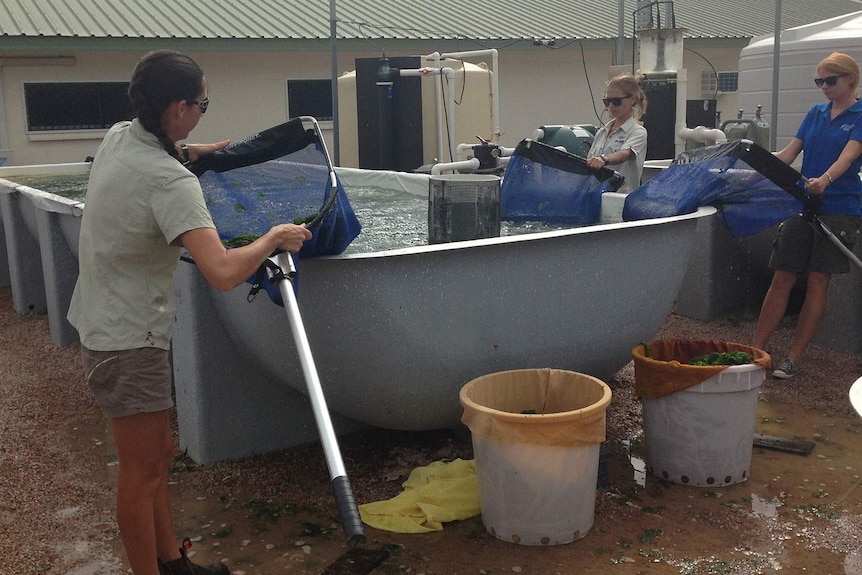 Researchers harvest algae at James Cook University's aqua research facility in Townsville.
