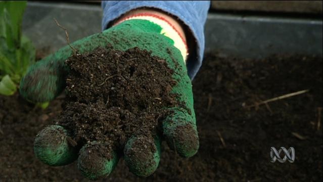 Gloved hand holds soil