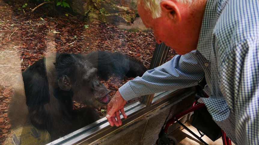 A chimp goes to kiss a man's hand through a glass barrier