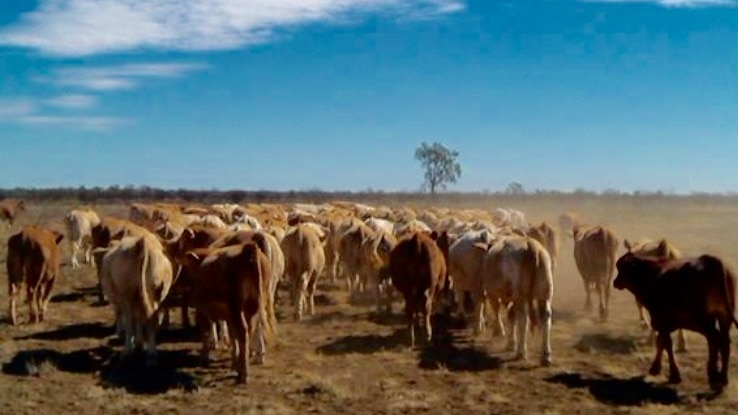 Steers walking in a line on a Barcaldine property.