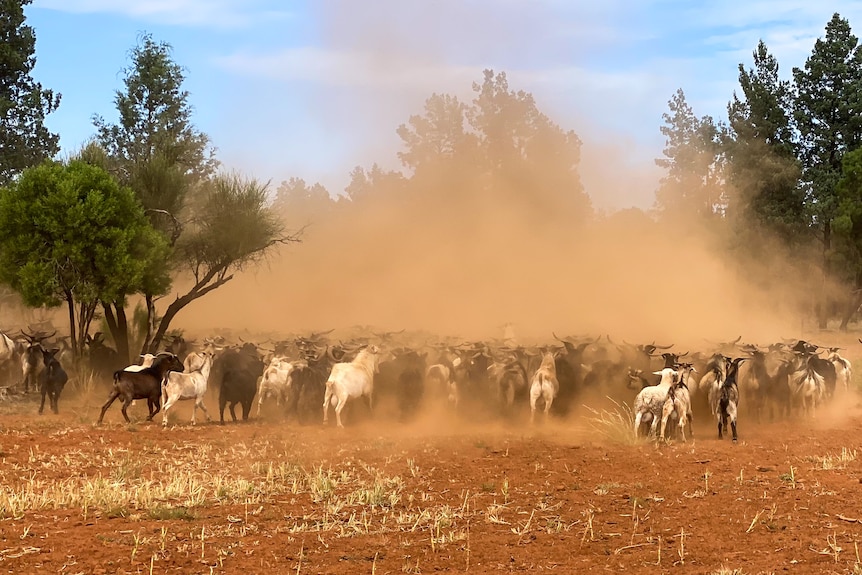 A mob of goats run through a paddock, kicking up dust from the red soil