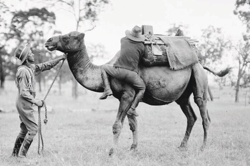 Black and white image of one man holding camel's lead while another man mounts the camel.