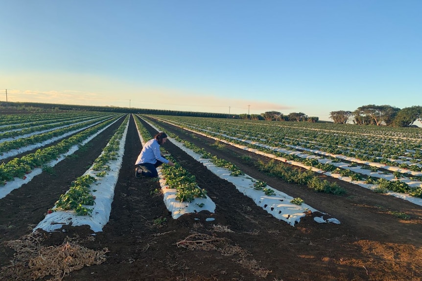 A woman crouches in a strawberry field, picking.