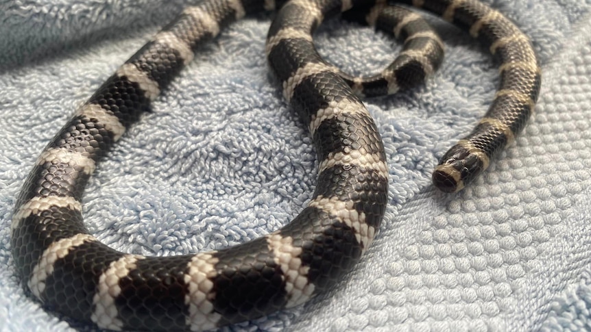 A black and white banded snake curled around on a towel